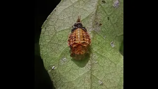 Life cycle of the Curry-leaf Tortoise Beetle(Silana farinosa)#beetle #insects #life