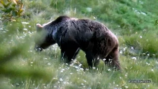 Susret s medvjedom | Brown Bear Encounter | Velebit