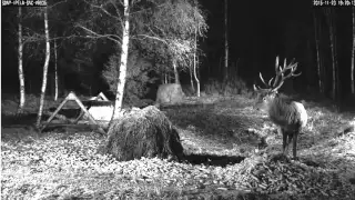 19h18m HIRV  a stag on the feeding place