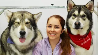 GIANT silly Alaskan Malamute dogs | SO much WORK!