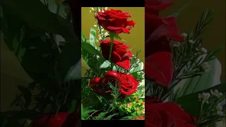 "Розы красные"