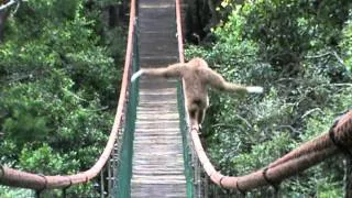 Gibbon on the Monkeyland bridge