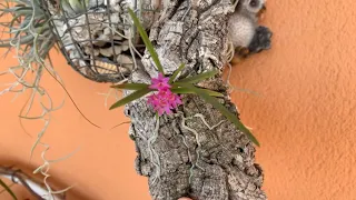 Орхидеи миниатюры. ascocentrum pumilum. Уход.
