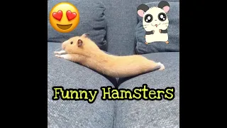 Funny Hamsters Videos Compilation #1 Cute and Funny moments of the animals-Hamster at home