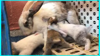 Day 20, How Baby Rabbits Feeding Milk From Their Mother Funny Bunny Video growing up to 23 days old