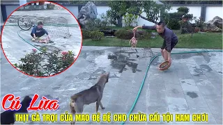 Cú Lừa Thịt Gà Trọi Của Mao Đệ Đệ Cho Chừa Cái Tội Ham Chơi - Không Nhịn Được Cười