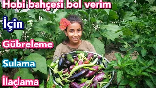 HOBİ BAHÇESİ SERİSİ 7 | HASAT ZAMANI GÜBRELEME VE DİKKAT EDİLMESİ GEREKEN HUSUSLAR DOMATES BİBER