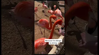 I was not allowed to feed flamingos 🦩🦩🥲🥲. #flamingo #pinkflamingos #zoo #shorts