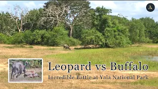 Leopard vs Buffalo at Yala National Park - Sri Lanka