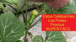 COMO MEJORAR LAS PLANTAS DE ZAPALLOS