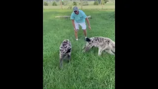 Man plays with hyenas 😱