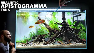 *Real Look* Apistogramma Aquarium: 60cm Aquascape Tutorial w/ Orange Venezuelan Corydoras (4K)