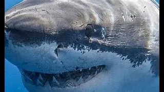 10 Terrible Shark Attacks That You Won't Believe Happened