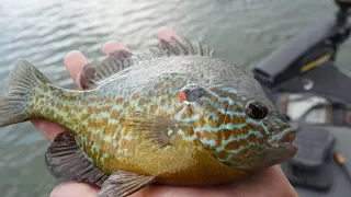 Bass Fishing With Live Bluegill!