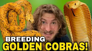 Breeding Golden COBRAS!