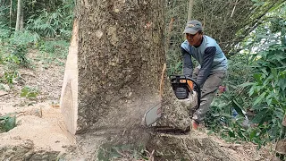 Fast & Precise !! Cut the tallest trembesi tree in the garden.