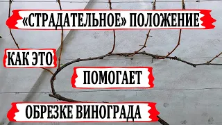 🍇 Запомните ЭТОТ СТРАДАТЕЛЬНЫЙ прием при ОБРЕЗКЕ ВИНОГРАДА и ОБЯЗАТЕЛЬНО сделайте его весной.