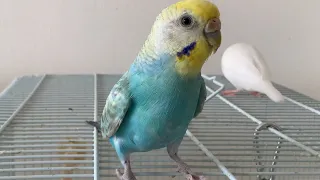 【文鳥インコ暮らし】寝起きの飼い主のおはようの挨拶を全羽に無視された朝💦保護インコ幸子ちゃん、お友達を早く出してと催促！する割には、インコちゃんを追い出してる💦撮影日:2024/4/28（日）