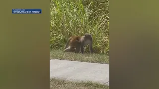 Monkey spotted near Florida high school