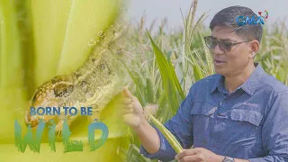 Fall armyworms versus corn farmers | Born to be Wild