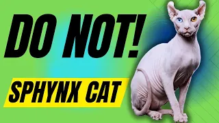 7 Reasons You Should NOT Get a Sphynx Cat