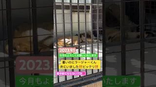 2023.9.1 珍しく外にいたラージャー君#野毛山動物園#インドライオン#ラージャー