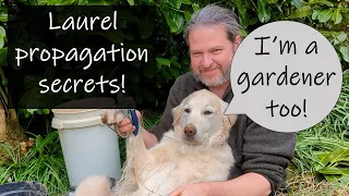 Laurel propagation - the best method revealed!