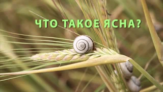 ЧТО ТАКОЕ ЯСНА?  АРХИПОВ С.Ю.