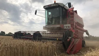 Massey Ferguson 32 Start of Harvest 2019...