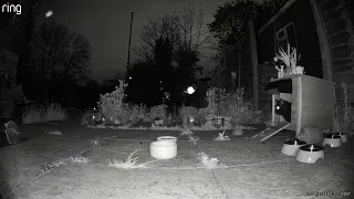 Hedgehog Cam 20240420 00:30