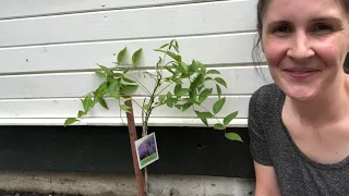 Planting a new wisteria vine