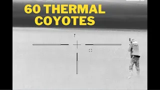 60 Epic Winter Thermal Coyote Kills