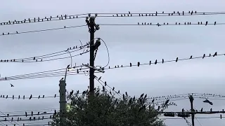 How birds gather on power lines