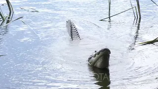large alligators growling
