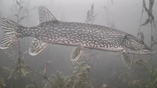 AMAZING UNDERWATER FOOTAGE! Ice Fishing NORTHERN PIKE with 5 of DIAMONDS