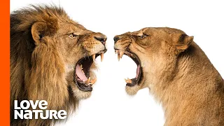 Lion Prides Battle for Supremacy