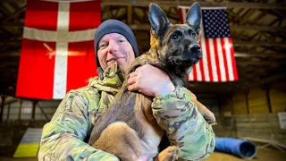 Uno, Rocky & the American dream | PAWS OF DUTY – The Danish dog trainer behind American K-9 heroes