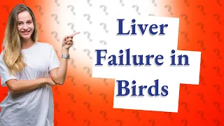 What are the signs of liver failure in birds?