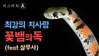 최강의 치사량 꽃뱀의 독 / 한국의 독사 유혈목이