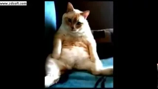 FUNNY CAT Hiccups and Farts at the Same Time