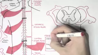 Neurology - Spinal Cord Introduction