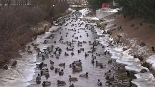 Thousands of ducks ditch migration, stay back in Russia's St Petersburg