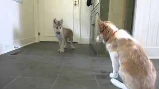 Baby Wolf Meets Border Collie Pup: The Telltale Tail