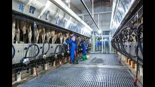 Доильный зал DeLaval Champion™ параллельного типа