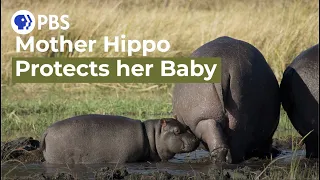 Watch a Protective Mother Hippo Guard Her Baby