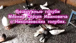 Безкружные  голуби. Мнение  Сергея  Ивановича  о  Николаевских  голубях.