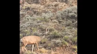 Utah Muzzleloader & Early Rifle Deer Hunt 2020