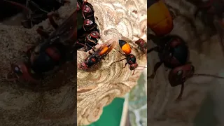 THE WORST sting! Giant Hornets: Vespa tropica 🐝🐝🐝🐝