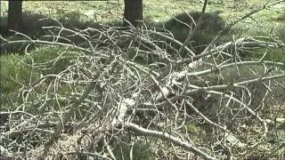 El Bosque Protector: El cambio climático