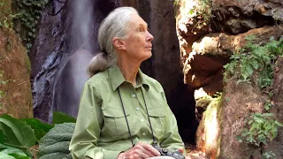 Jane Goodall: To Be In A Forest | One Tree Planted